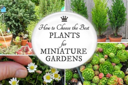 Try these miniature plants in your fairy garden|fairiehollow.com