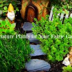Miniature Plants for Fairy Gardens