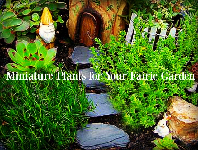 Miniature Plants for Fairy Gardens